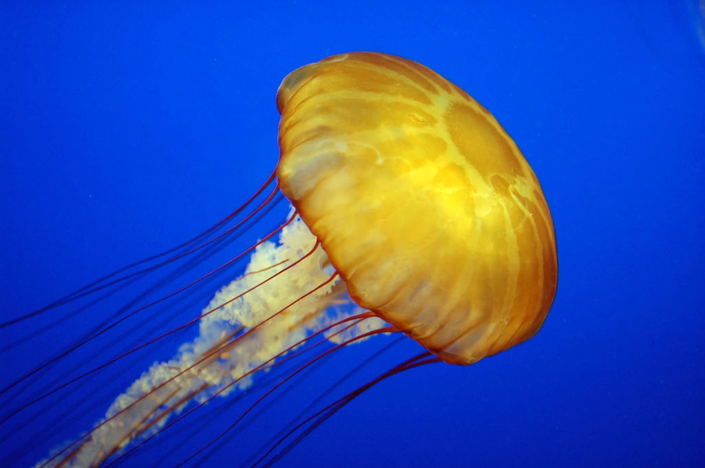 A jellyfish on the move (Image: Wikimedia Commons)